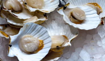 Raw Oysters on Half Shell